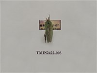 藏品(褐點綠刺蛾)的圖片